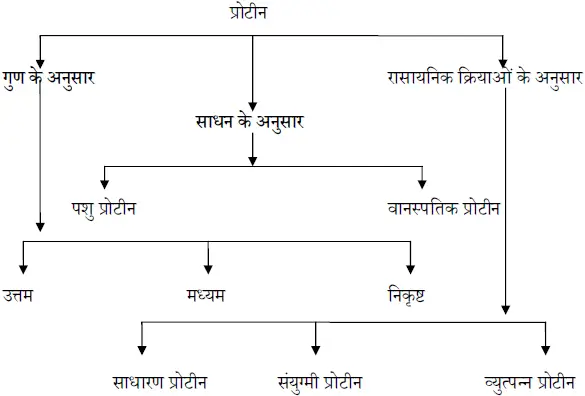 प्रोटीन का वर्गीकरण